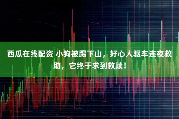 西瓜在线配资 小狗被踢下山，好心人驱车连夜救助，它终于求到救赎！